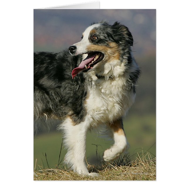 Border Collie Panting 2 (Vorne)