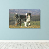 Border Collie Panting 2 Leinwanddruck (Insitu (Holzboden))