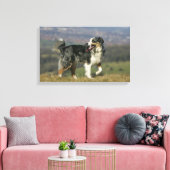 Border Collie Panting 2 Leinwanddruck (Insitu (Wohnzimmer))