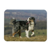 Border Collie Panting 2 Magnet (Horizontal)