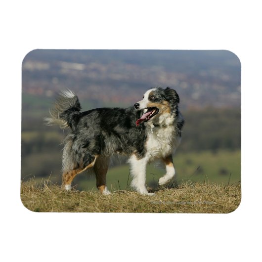 Border Collie Panting 2 Magnet (Horizontal)