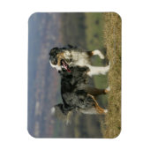 Border Collie Panting 2 Magnet (Vertikal)