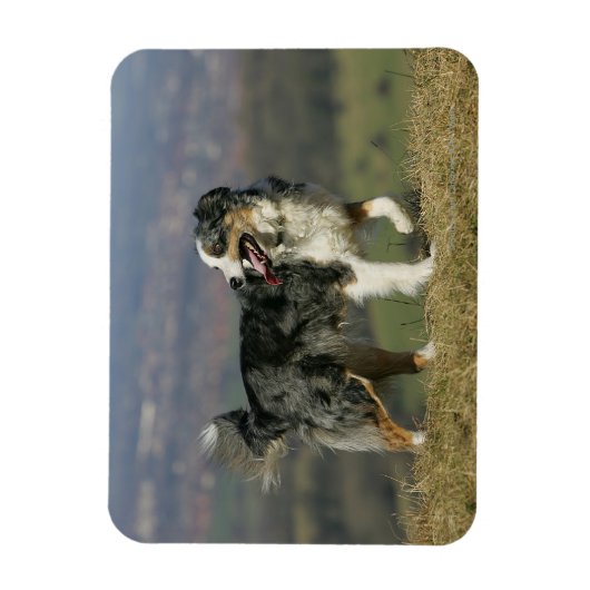 Border Collie Panting 2 Magnet (Vertikal)
