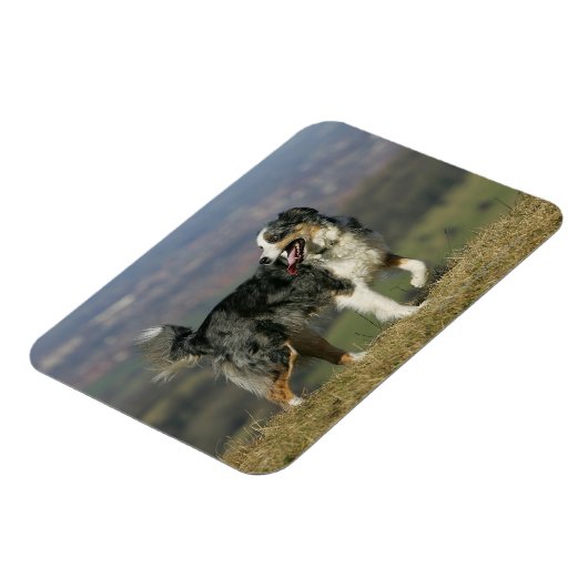 Border Collie Panting 2 Magnet (Linke Seite)