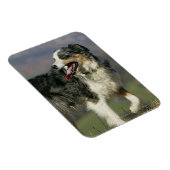 Border Collie Panting 2 Magnet (Rechte Seite)