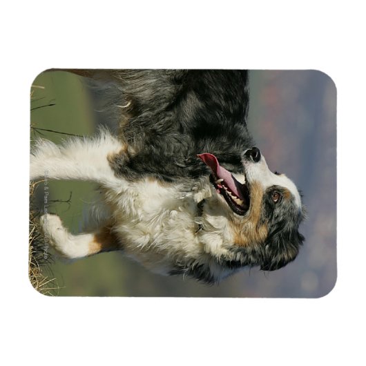 Border Collie Panting 2 Magnet (Horizontal)