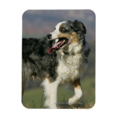 Border Collie Panting 2 Magnet (Vertikal)