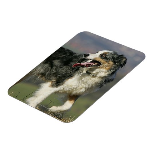 Border Collie Panting 2 Magnet (Linke Seite)