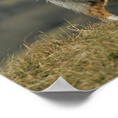 Border Collie Panting 2 Poster (Ecke)