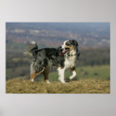 Border Collie Panting 2 Poster (Vorne)