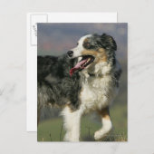 Border Collie Panting 2 Postkarte (Vorne/Hinten)
