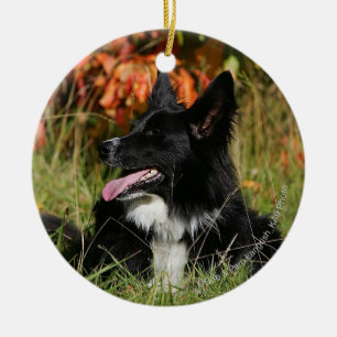 Border Collie Panting Down Keramikornament