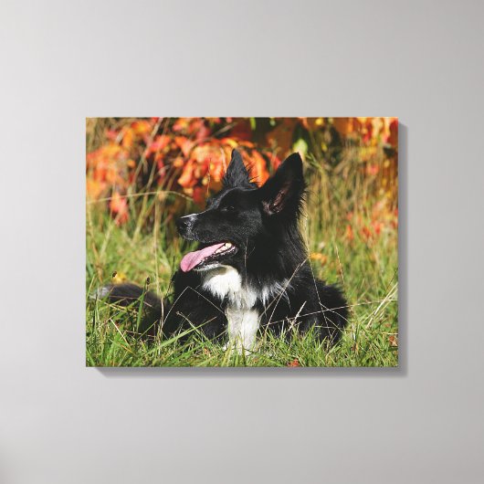 Border Collie Panting Down Leinwanddruck (Vorderseite)