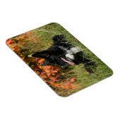 Border Collie Panting Down Magnet (Rechte Seite)