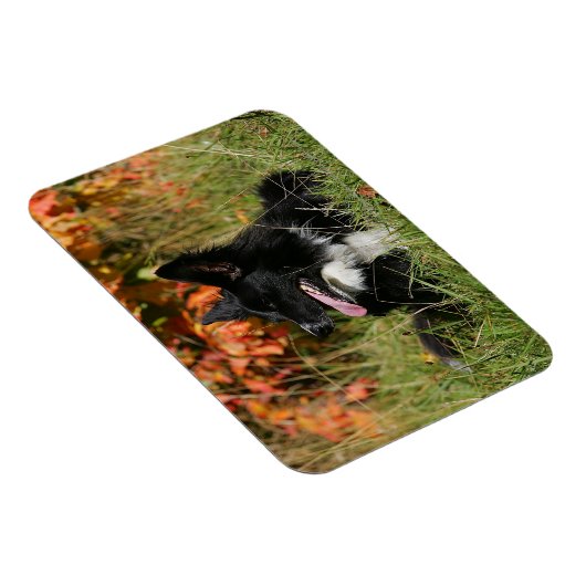 Border Collie Panting Down Magnet (Rechte Seite)