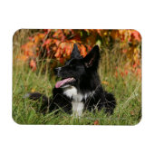 Border Collie Panting Down Magnet (Horizontal)