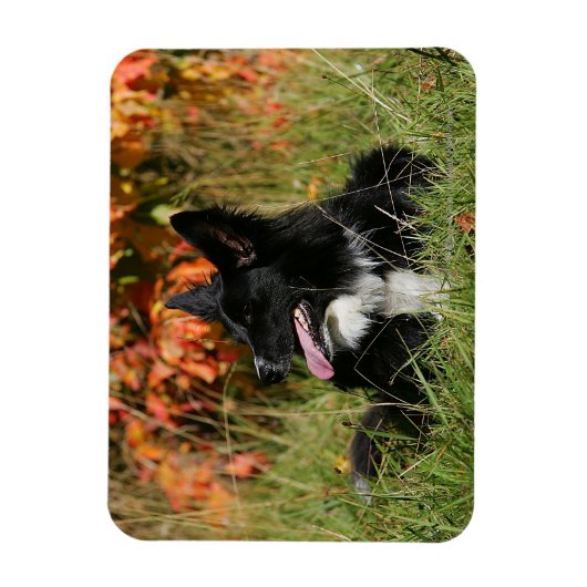 Border Collie Panting Down Magnet (Vertikal)