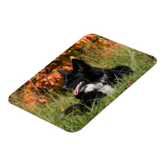 Border Collie Panting Down Magnet (Linke Seite)