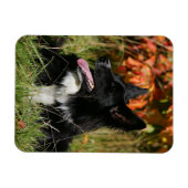 Border Collie Panting Down Magnet (Horizontal)
