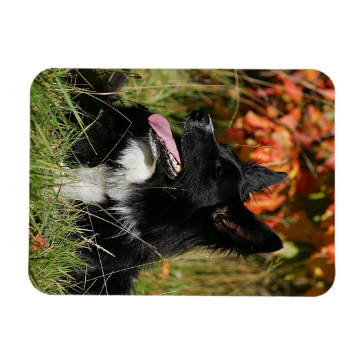 Border Collie Panting Down Magnet (Horizontal)