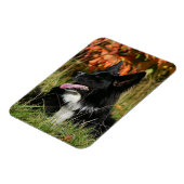 Border Collie Panting Down Magnet (Linke Seite)
