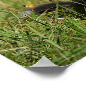 Border Collie Panting Down Poster (Ecke)