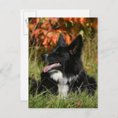 Border Collie Panting Down Postkarte (Vorne/Hinten)