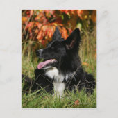 Border Collie Panting Down Postkarte (Vorderseite)