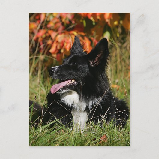 Border Collie Panting Down Postkarte (Vorderseite)