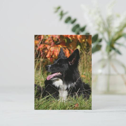 Border Collie Panting Down Postkarte (Stehend Vorderseite)