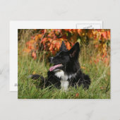 Border Collie Panting Down Postkarte (Vorne/Hinten)