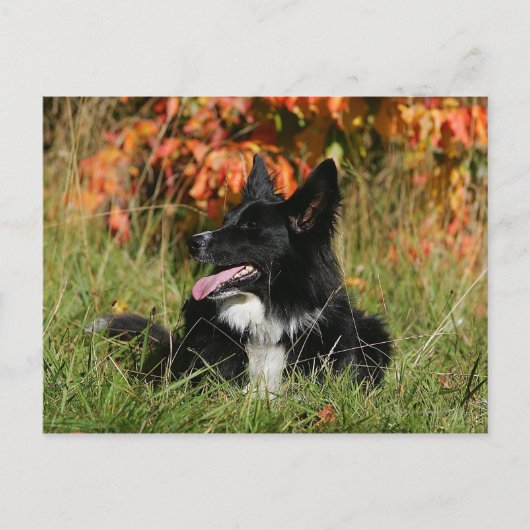 Border Collie Panting Down Postkarte (Vorderseite)