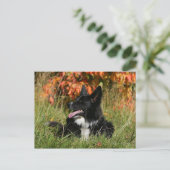 Border Collie Panting Down Postkarte (Stehend Vorderseite)