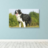 Border Collie Panting Stehend Leinwanddruck (Insitu (Holzboden))