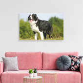 Border Collie Panting Stehend Leinwanddruck (Insitu (Wohnzimmer))