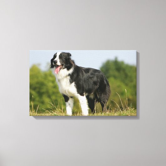 Border Collie Panting Stehend Leinwanddruck (Vorderseite)