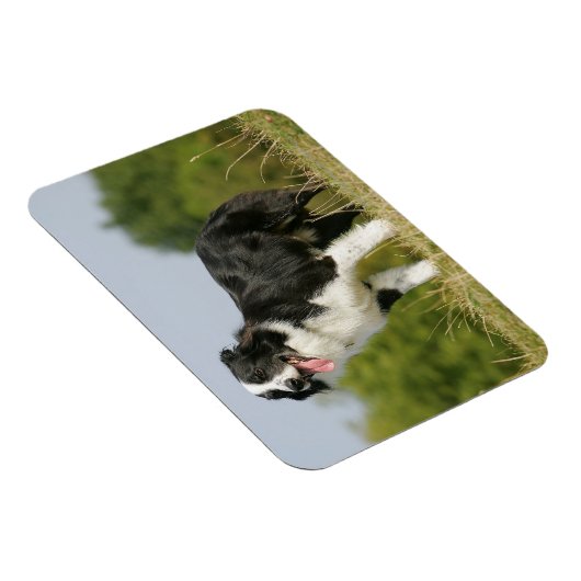 Border Collie Panting Stehend Magnet (Rechte Seite)