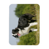 Border Collie Panting Stehend Magnet (Vertikal)