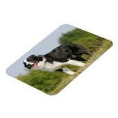 Border Collie Panting Stehend Magnet (Linke Seite)