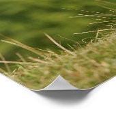 Border Collie Panting Stehend Poster (Ecke)