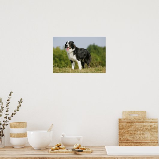 Border Collie Panting Stehend Poster (Küche)