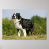 Border Collie Panting Stehend Poster (Vorne)