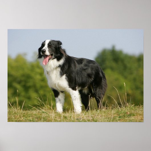 Border Collie Panting Stehend Poster (Vorne)