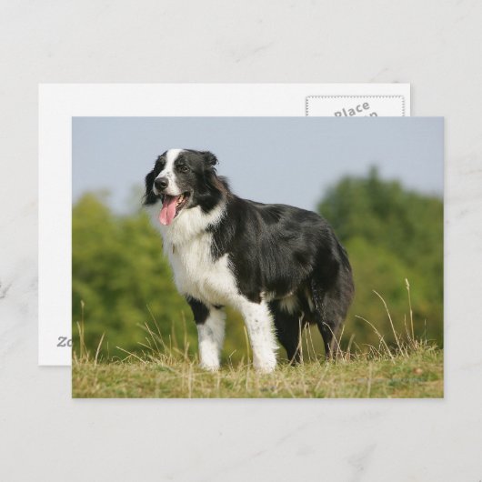 Border Collie Panting Stehend Postkarte (Vorne/Hinten)