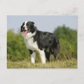 Border Collie Panting Stehend Postkarte (Vorderseite)