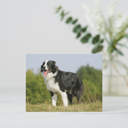 Border Collie Panting Stehend Postkarte (Stehend Vorderseite)