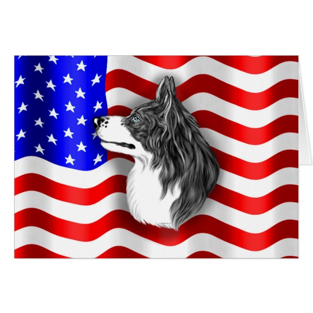 Border Collie Patriot (Vorderseite (Horizontal))