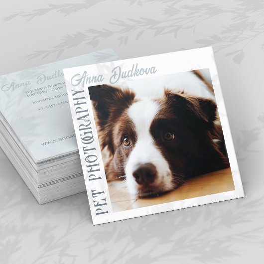 Border Collie Pet Fotografy Square Business Card Quadratische Visitenkarte