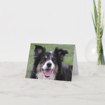 Border-Collie-Porträt