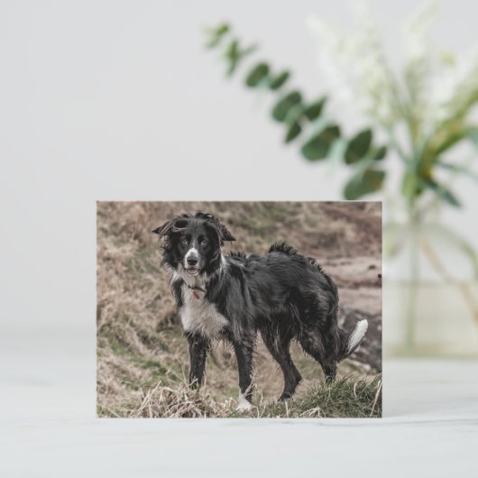 Border Collie Postcard Postkarte (Stehend Vorderseite)